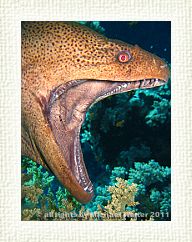 Giant Moray